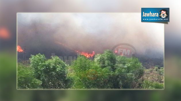 Grombalia : Les pompiers peinent à circonscrire un feu de forêt