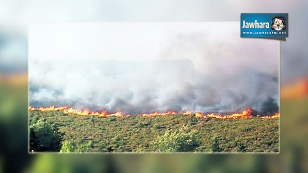 Zaghouan : Le centre de contrôle des forêts pris d’assaut