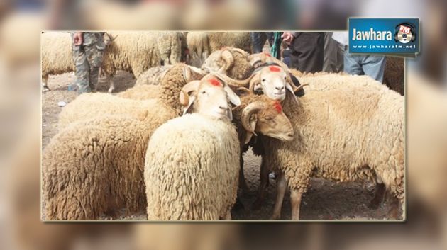 Les moutons espagnols en vente exclusivement à Tunis