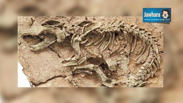 Tataouine : Découverte des ossements d’un dinosaure