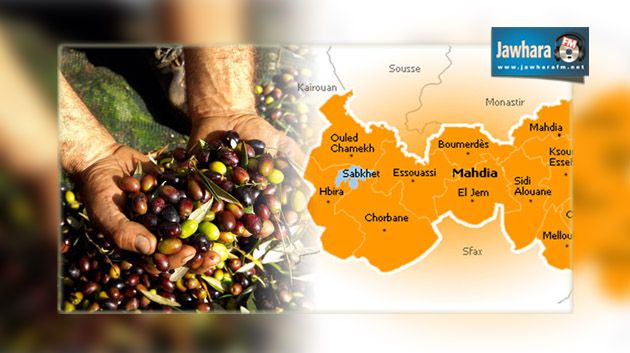 Mahdia : La récolte d'olives s'annonce exceptionnelle