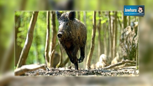 Oueslatia : Un chasseur français tué par un sanglier