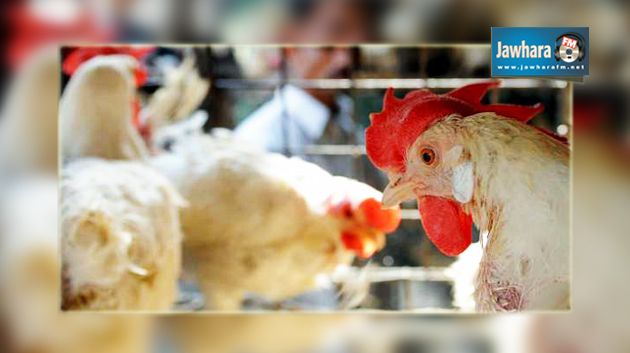Grippe aviaire : Les éleveurs de volailles appelés à la vigilance