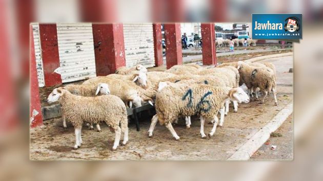 Kairouan : Des agriculteurs de Bouhajla exigent la fermeté contre les voleurs de bétail 