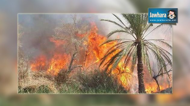 Gabès : Un incendie à l'oasis de Chenini détruit une centaine de palmiers
