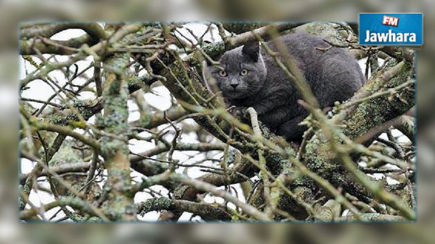 Sousse : Il insiste pour sauver un chat coincé dans un arbre