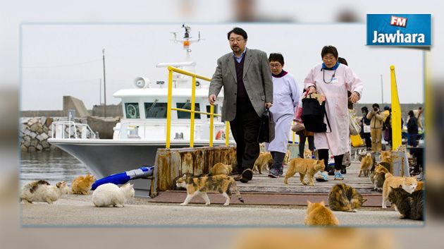 Aoshima : une île sous le règne des … chats sauvages ! 