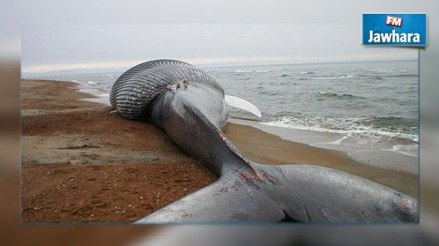 Une baleine géante sur la plage de Bizerte