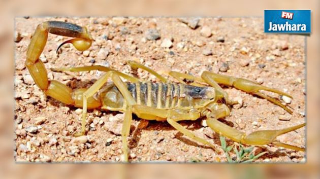 Kairouan : Une jeune femme meurt piquée par un scorpion