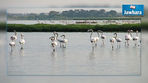 Nabeul : Le pétrole pollue la réserve naturelle de Tazarka