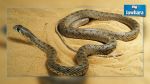Sousse : Un serpent de plus d’un mètre de long trouvé dans une école primaire