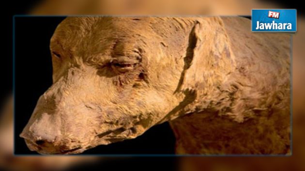 Egypte : Des archéologues découvrent 8 millions momies de chiens