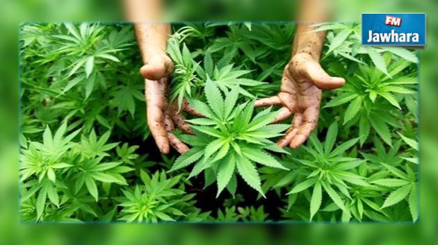 Nabeul : un jeune cultivateur de « marijuana » écroué