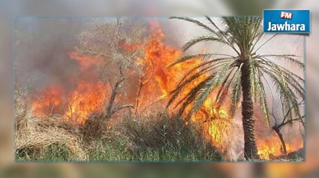Incendie à l'ancienne oasis de Tozeur