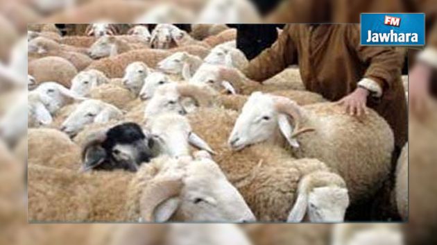 Kairouan : un gang vole des ovins et braque les fermiers au fusil de chasse