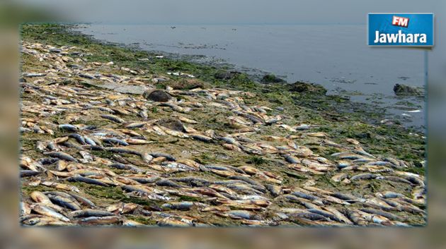 Des milliers de poissons morts s'échouent sur les côtes de Radès