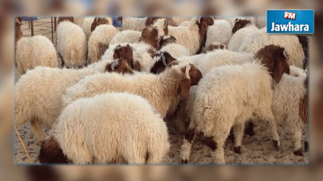 L'ODC appelle les vendeurs à revoir les prix des moutons du sacrifice