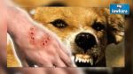 Un chien sème la panique à Monastir : 11 personnes blessées
