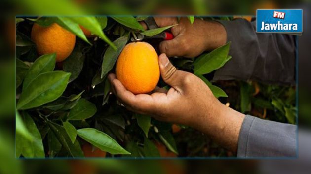 La récolte d'agrumes s’élève à 380 mille tonnes cette année