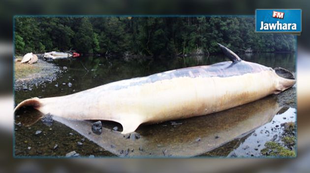 Patagonie chilienne : 337 baleines se sont échouées sur les côtes