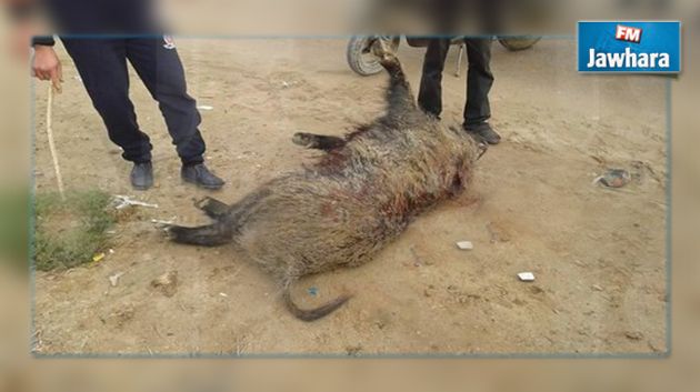 Sfax : Un boucher pris en flagrant délit d'égorger un porc destiné à la vente