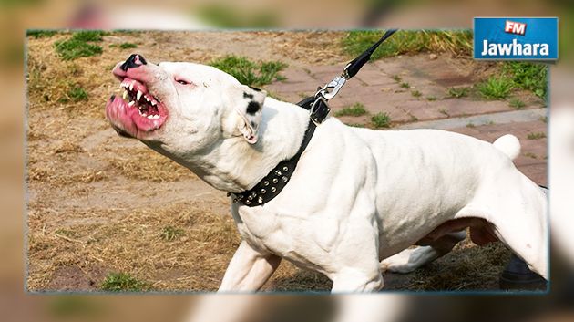 Sfax : Un enfant hospitalisé apres avoir été attaqué par 3 Pitbulls