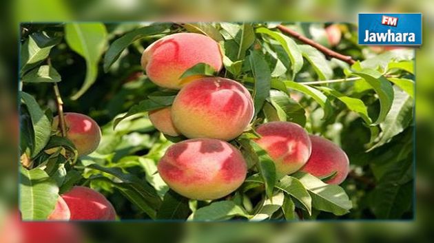 La production de la pêche baisse de 3% en 2015