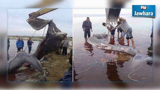 Un poisson cannibale échoue sur une plage de Djerba