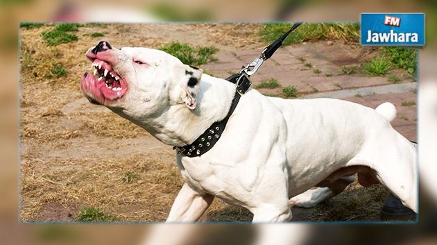 El Haouaria : Une jeune fille attaquée par un Pitbull