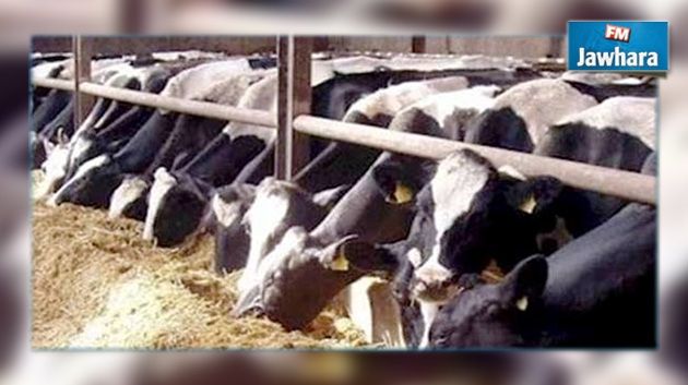 L'utilisation excessive des antibiotiques dans la production animale inquiète
