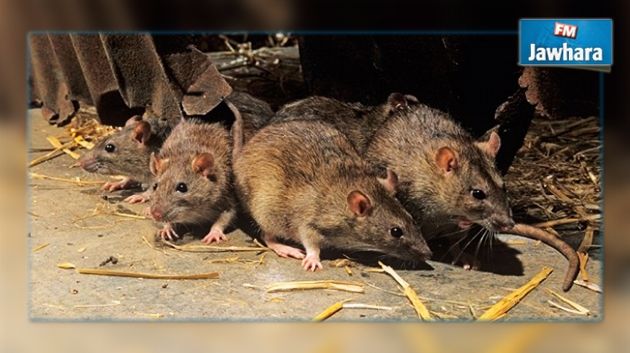 Zarzis : Des experts internationaux pour « éradiquer » les rats et souris