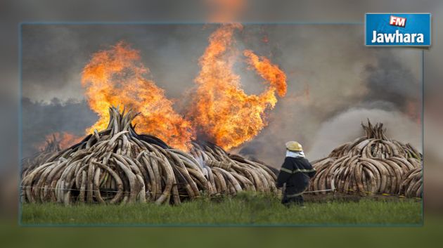 Le Kenya détruit 105 tonnes d'ivoire contre le braconnage des éléphants