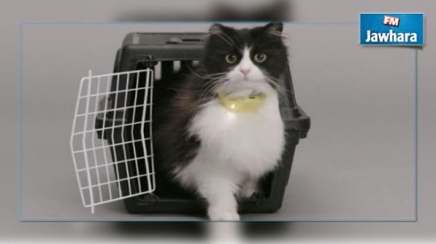 Un collier traduit le miaulement d'un chat en parole humaine