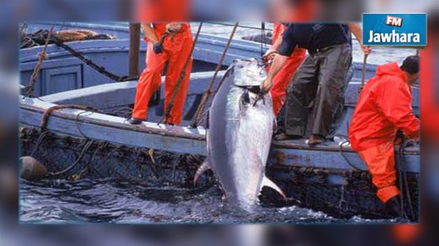 Mahdia : Saisie de 1970 kilos de thon interdit à la pêche