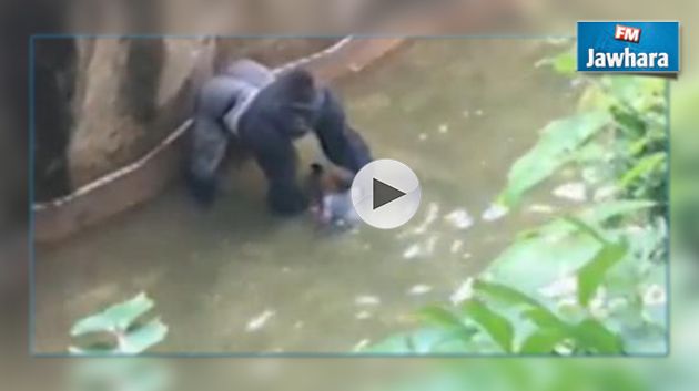 Etats-Unis : Un enfant tombe dans l'enclos d'un gorille