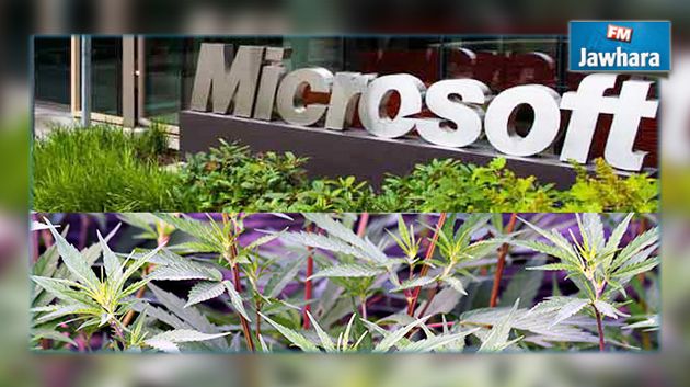 Microsoft investit dans le marché légal du cannabis