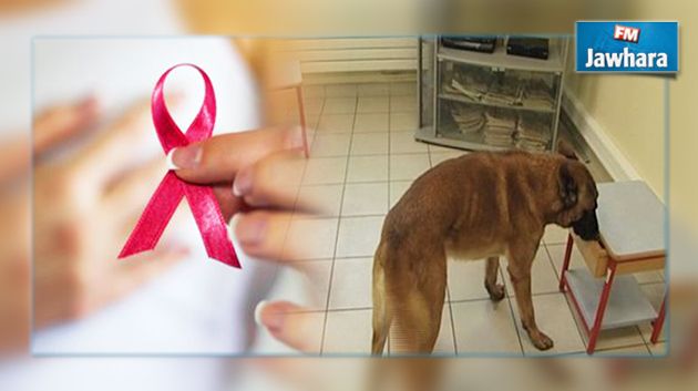 Cancer du sein : Des chiens renifleurs pour détecter les cellules cancéreuses ?