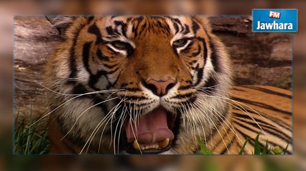 Espagne : Une employée de zoo tuée par un tigre