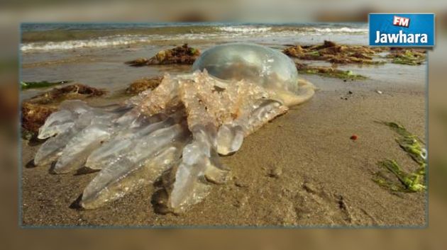 La pollution est la principale cause de l'apparition précoce des méduses
