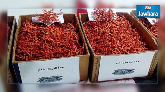 Monastir: Saisie de 230 kg de corail rouge destinés à la contrebande