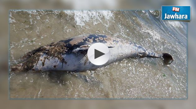 Sousse : Un dauphin mort échoue sur la plage de Sidi Abdelhamid