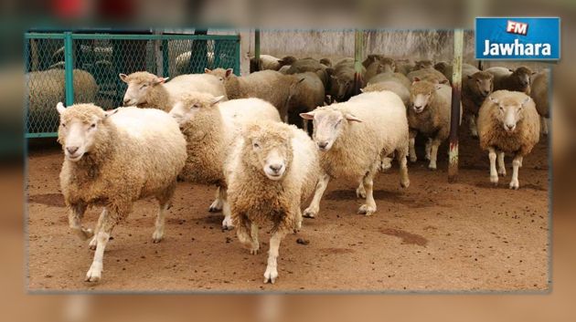 La peste des petits ruminants n’est pas transmissible à l’Homme, précise le ministère