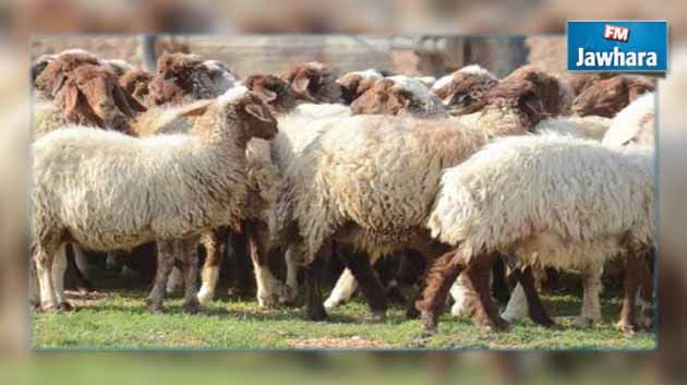 Attention aux moutons de 