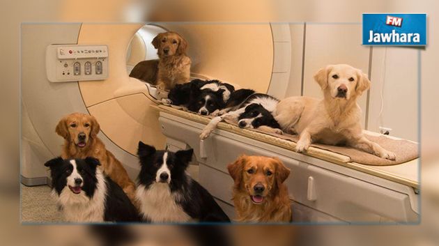 Les chiens comprennent les humains, une étude le prouve