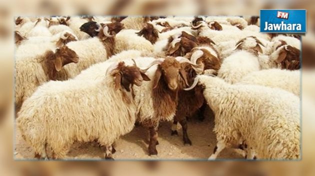 Tebourba : Démantèlement d'une bande de voleurs de bétail