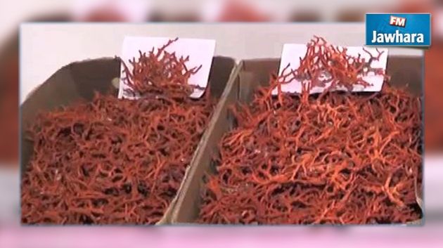 Bizerte: Arrestation de 4 individus et saisie de 742 kg de corail
