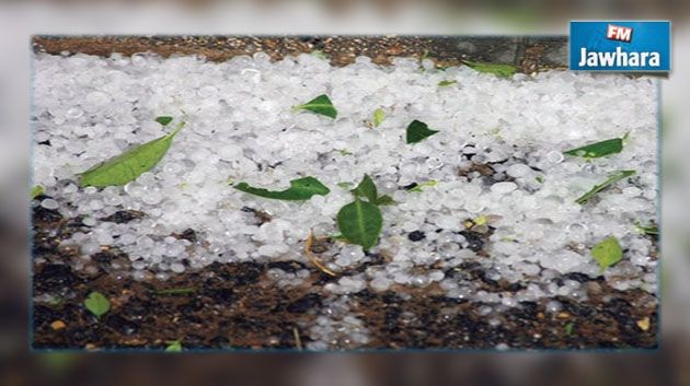 Souassi: D'importants dommages agricoles à cause des chutes de grêle