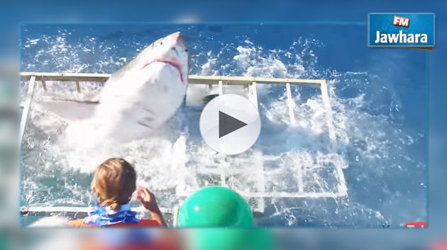 Un plongeur piégé dans une cage avec un requin