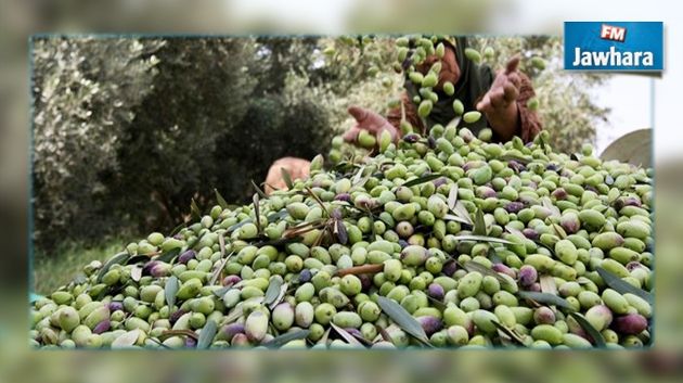 Baisse de la récolte des olives à Mahdia