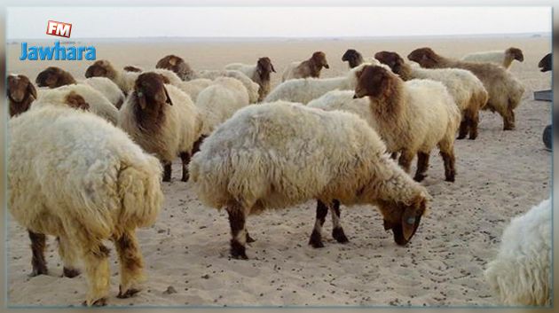 Tataouine: Saisie de près de 1000 moutons importés illégalement